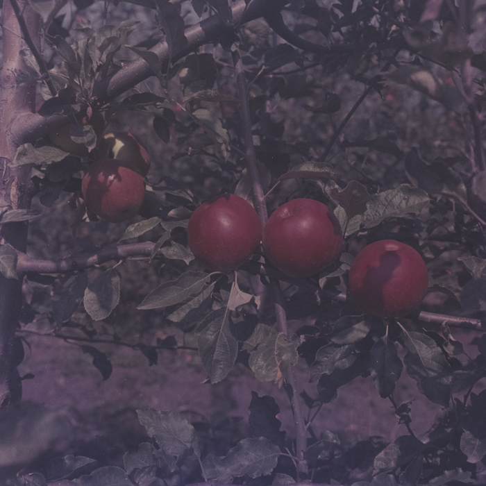 minerva_dn_1969_386_cules_de_mere_0030