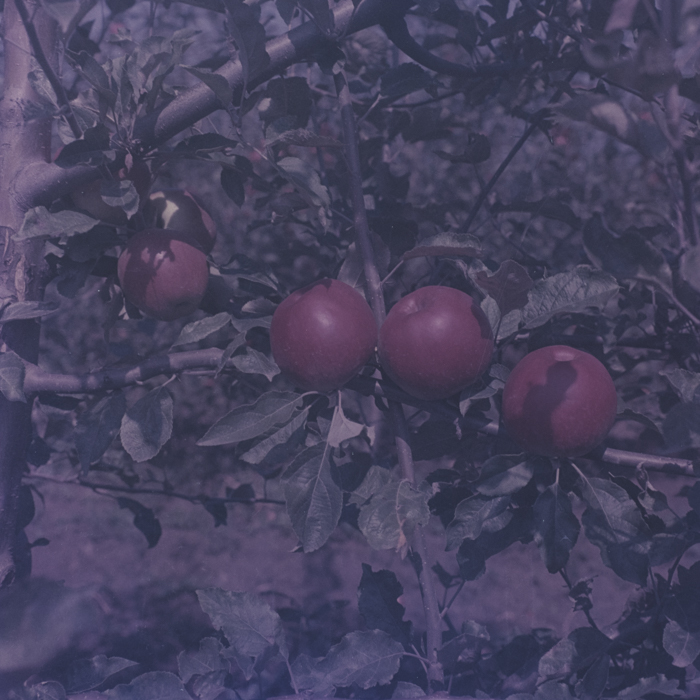 minerva_dn_1969_386_cules_de_mere_0031