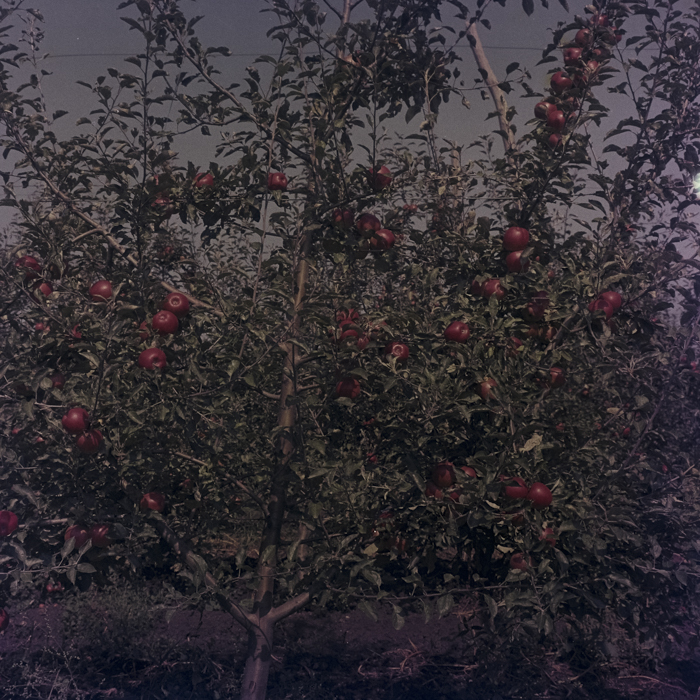 minerva_dn_1969_386_cules_de_mere_0032