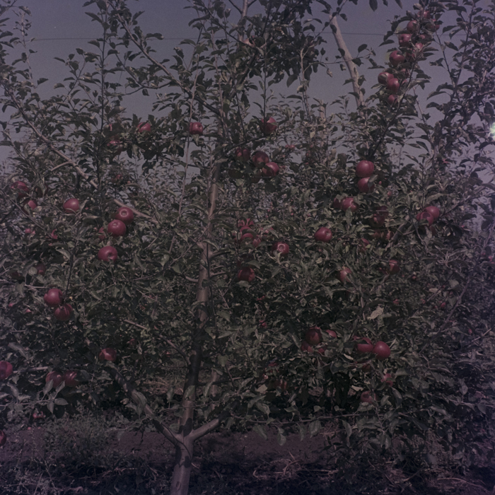 minerva_dn_1969_386_cules_de_mere_0033