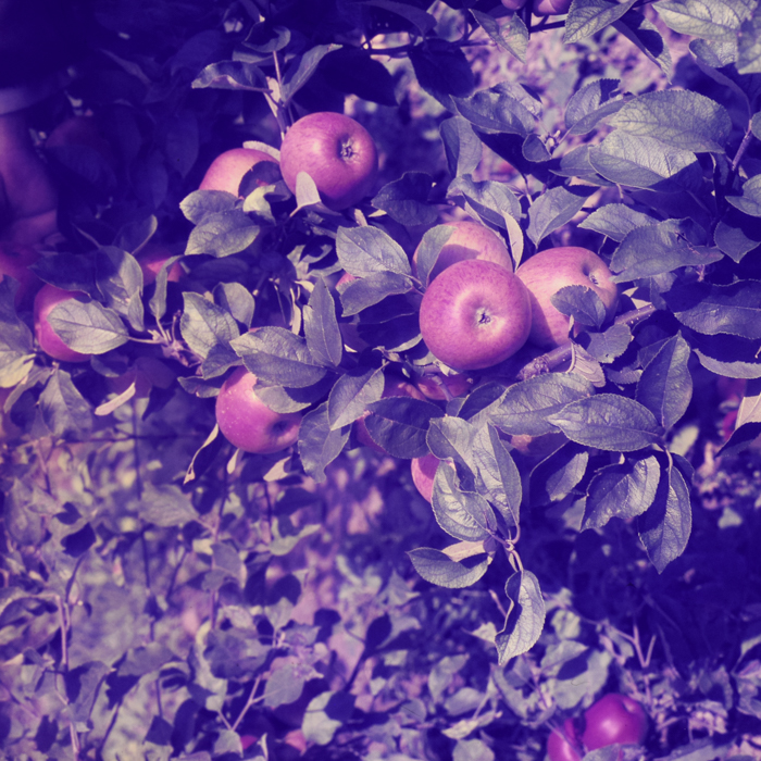 minerva_dn_1969_386_cules_de_mere_0034