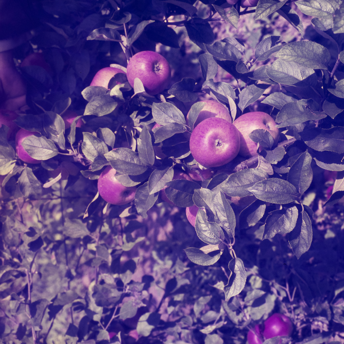 minerva_dn_1969_386_cules_de_mere_0035