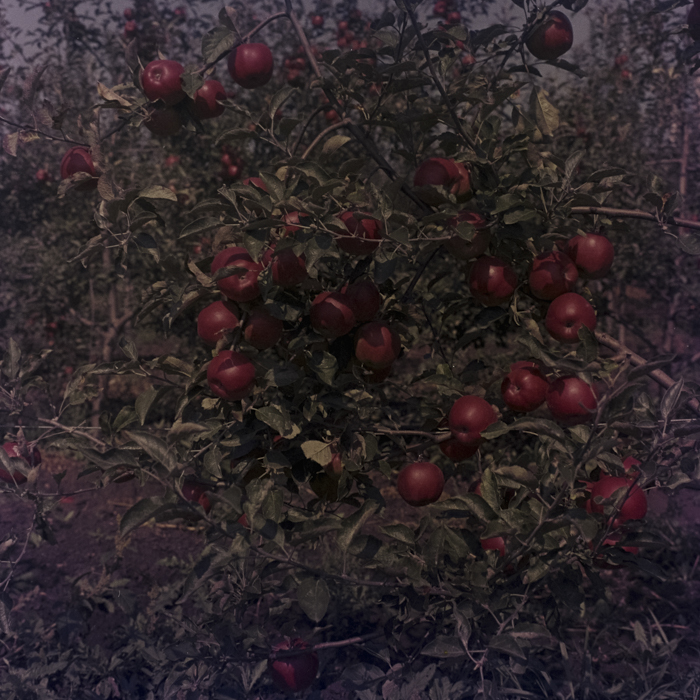 minerva_dn_1969_386_cules_de_mere_0036