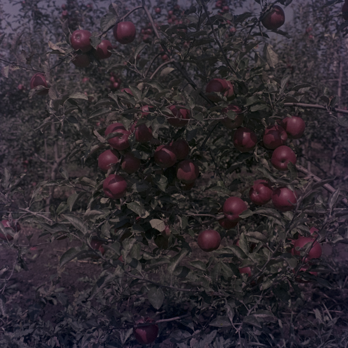 minerva_dn_1969_386_cules_de_mere_0037