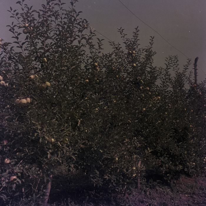 minerva_dn_1969_386_cules_de_mere_0038