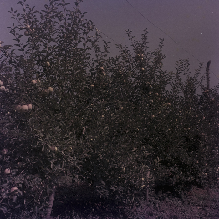 minerva_dn_1969_386_cules_de_mere_0039