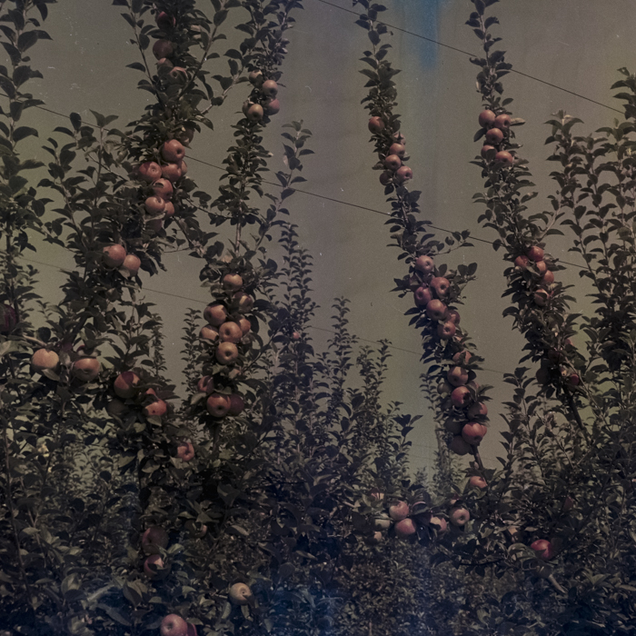 minerva_dn_1969_386_cules_de_mere_0040