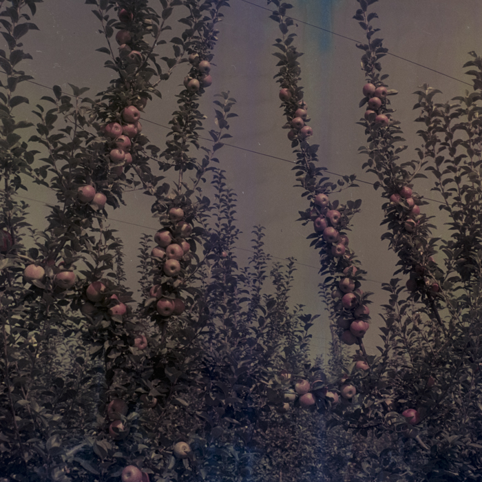 minerva_dn_1969_386_cules_de_mere_0041