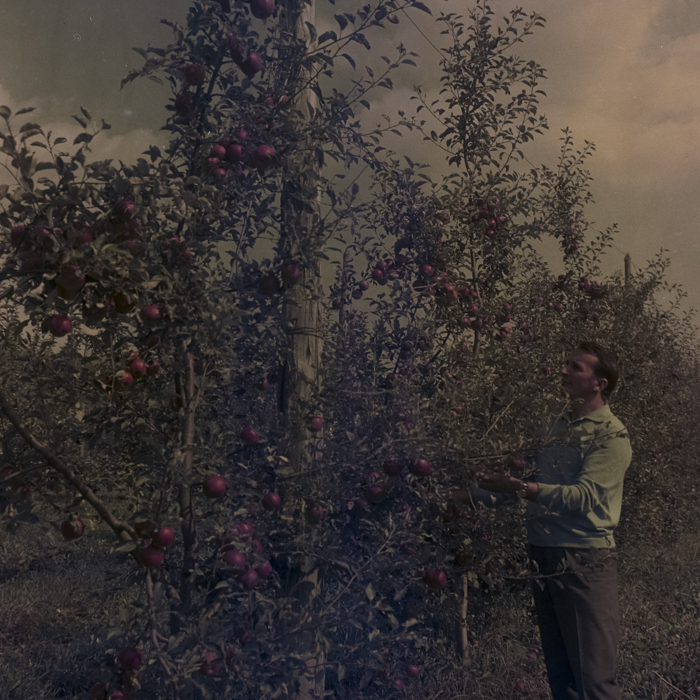 minerva_dn_1969_386_cules_de_mere_0042