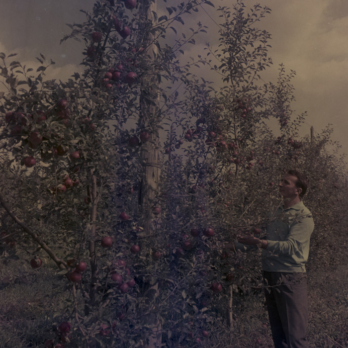 minerva_dn_1969_386_cules_de_mere_0043