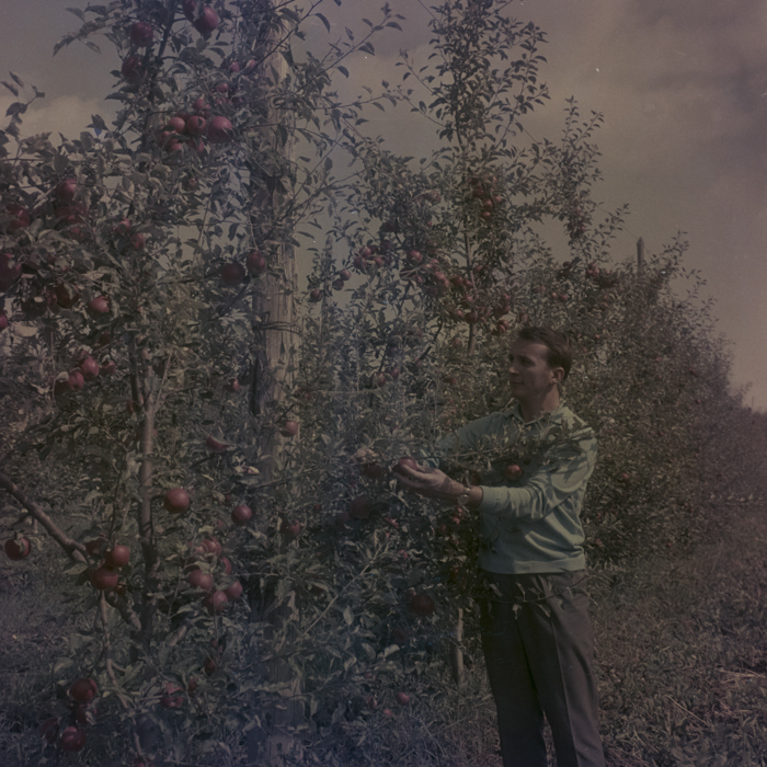 minerva_dn_1969_386_cules_de_mere_0044