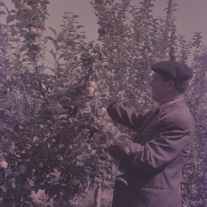 minerva_dn_1969_386_cules_de_mere_0045