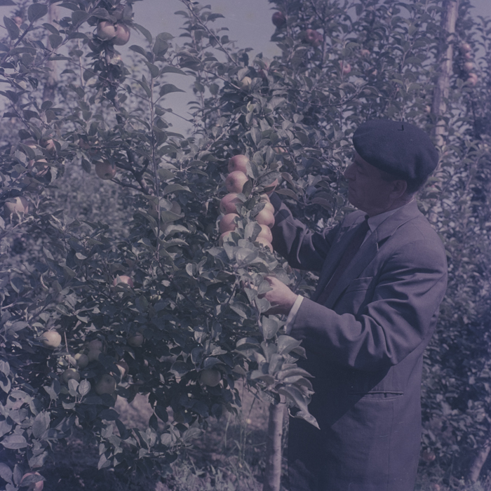 minerva_dn_1969_386_cules_de_mere_0046