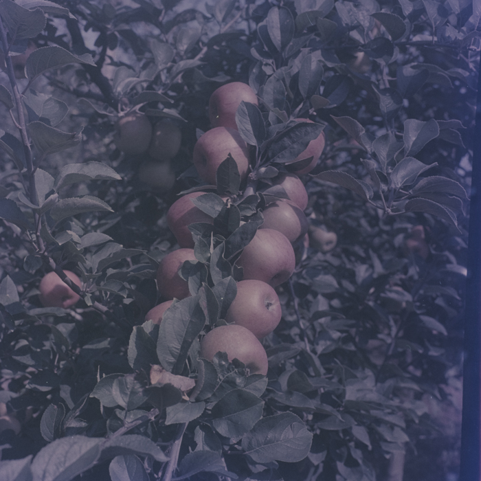 minerva_dn_1969_386_cules_de_mere_0049