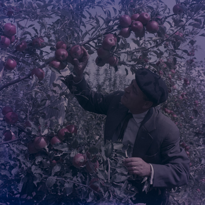 minerva_dn_1969_386_cules_de_mere_0050