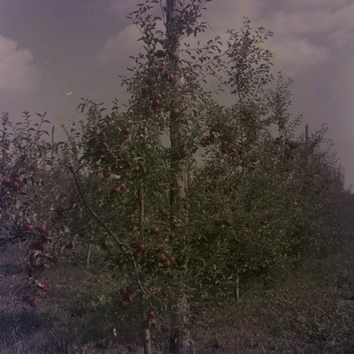 minerva_dn_1969_386_cules_de_mere_0052