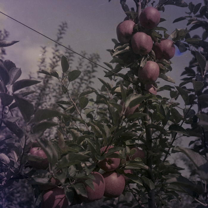 minerva_dn_1969_386_cules_de_mere_0053