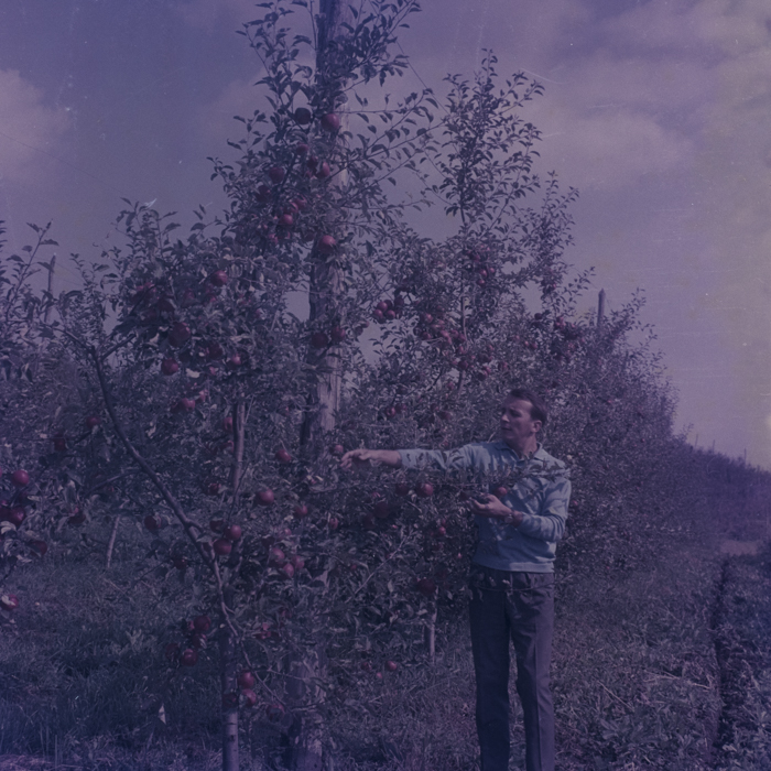 minerva_dn_1969_386_cules_de_mere_0054