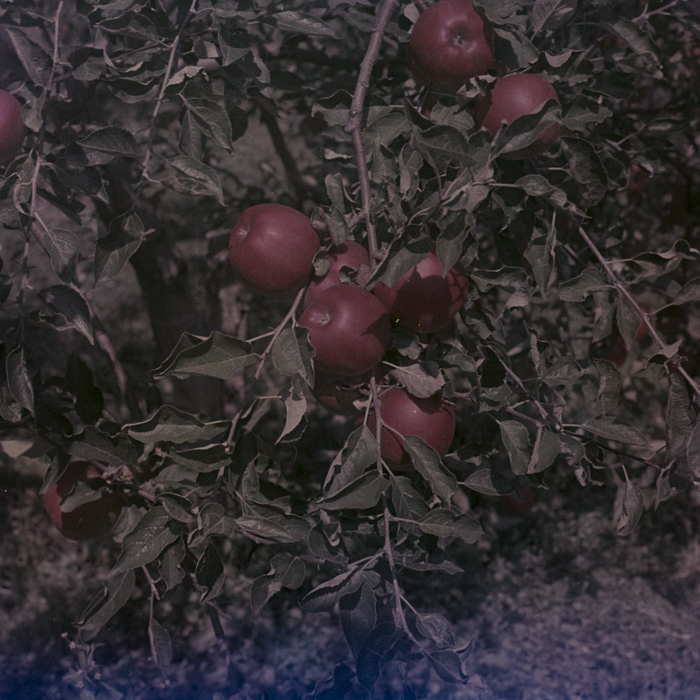 minerva_dn_1969_386_cules_de_mere_0055