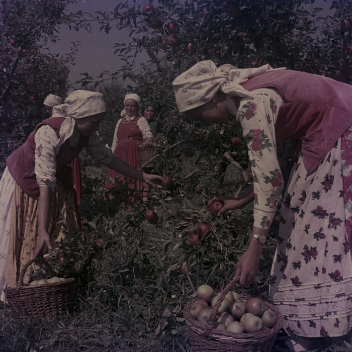 minerva_dn_1969_386_cules_de_mere_0057