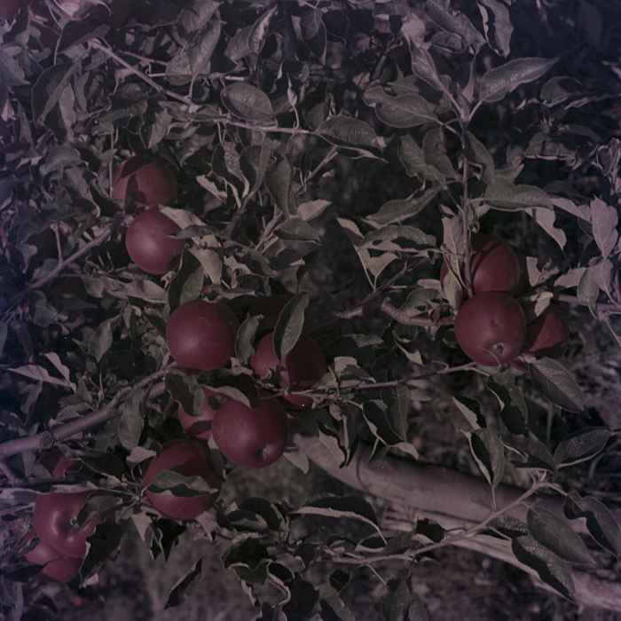 minerva_dn_1969_386_cules_de_mere_0058