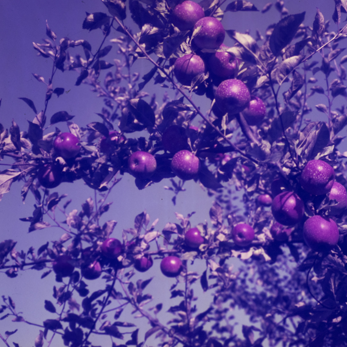 minerva_dn_1969_386_cules_de_mere_0060