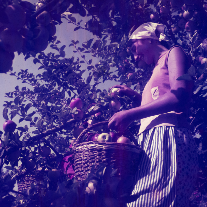 minerva_dn_1969_386_cules_de_mere_0061