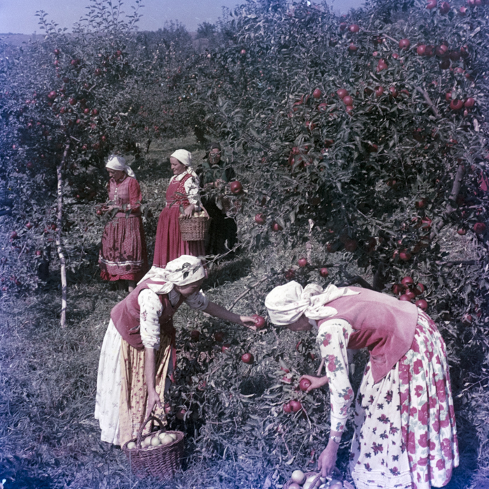 minerva_dn_1969_388_toso_arkosi_026