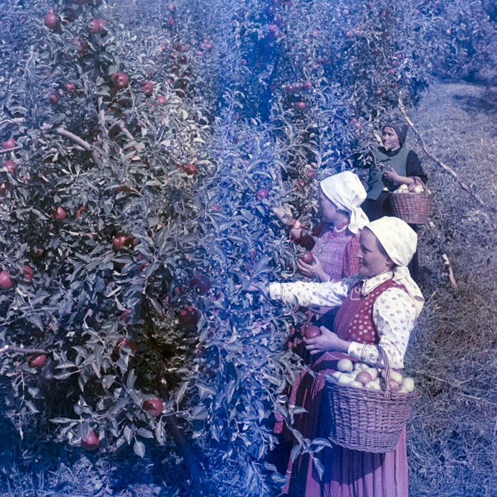 minerva_dn_1969_388_toso_arkosi_027