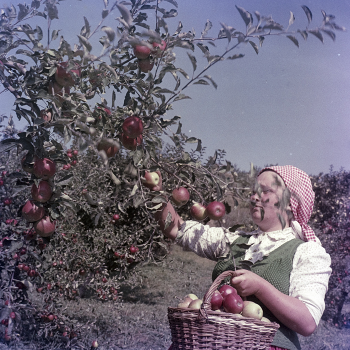 minerva_dn_1969_388_toso_arkosi_028