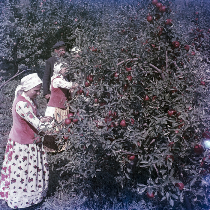 minerva_dn_1969_388_toso_arkosi_029