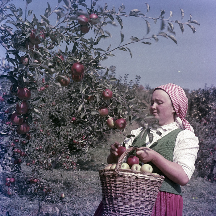 minerva_dn_1969_388_toso_arkosi_030