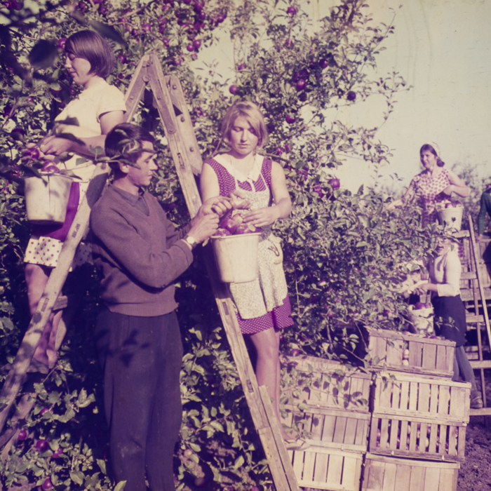 minerva_dn_1969_388_toso_arkosi_031