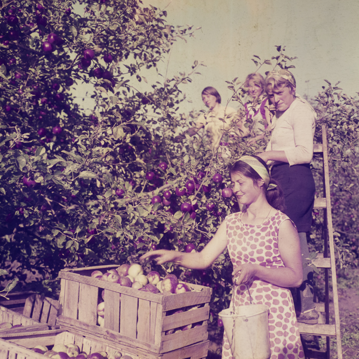 minerva_dn_1969_388_toso_arkosi_032