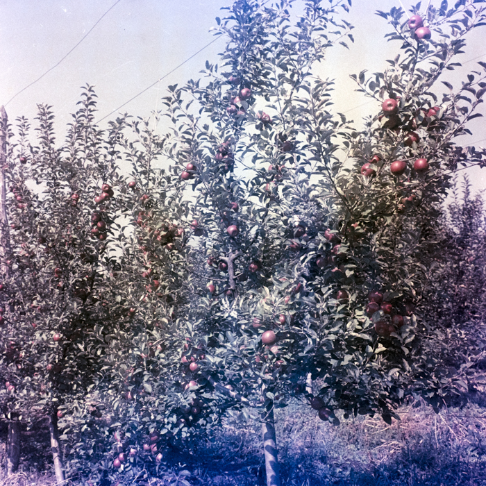 minerva_dn_1969_388_toso_arkosi_033