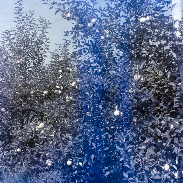 minerva_dn_1969_388_toso_arkosi_034