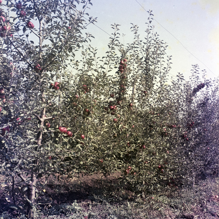 minerva_dn_1969_388_toso_arkosi_036