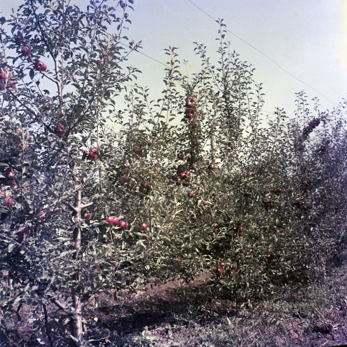 minerva_dn_1969_388_toso_arkosi_037