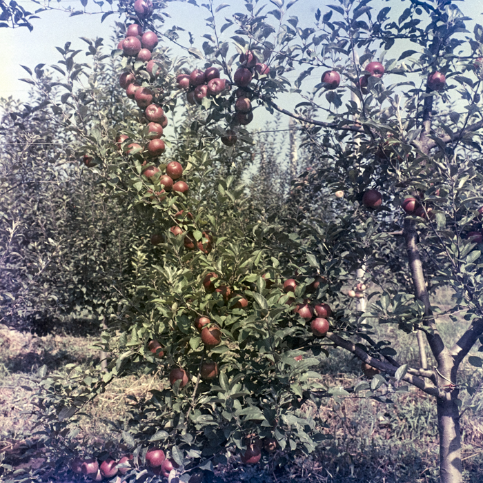 minerva_dn_1969_388_toso_arkosi_038