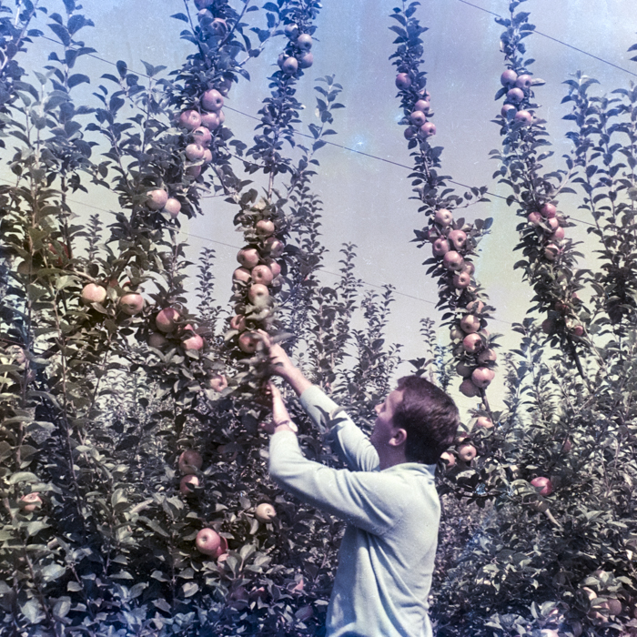 minerva_dn_1969_388_toso_arkosi_039