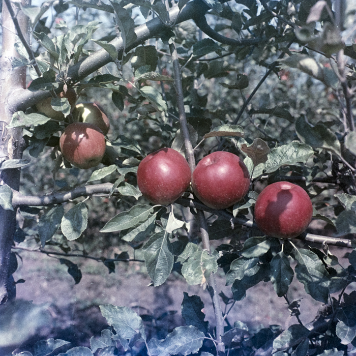 minerva_dn_1969_388_toso_arkosi_040