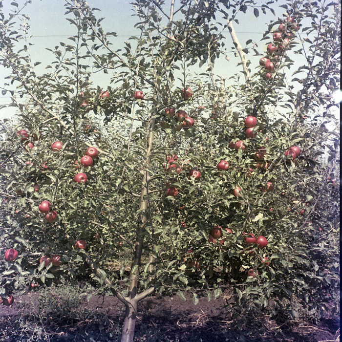 minerva_dn_1969_388_toso_arkosi_041