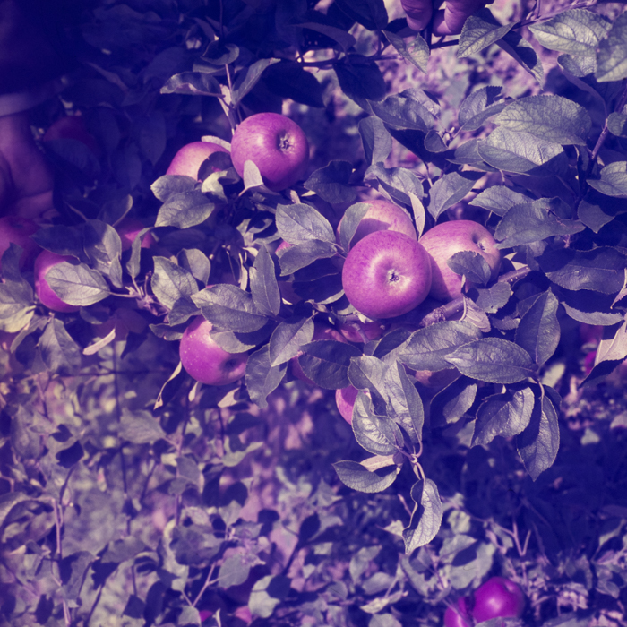 minerva_dn_1969_388_toso_arkosi_042