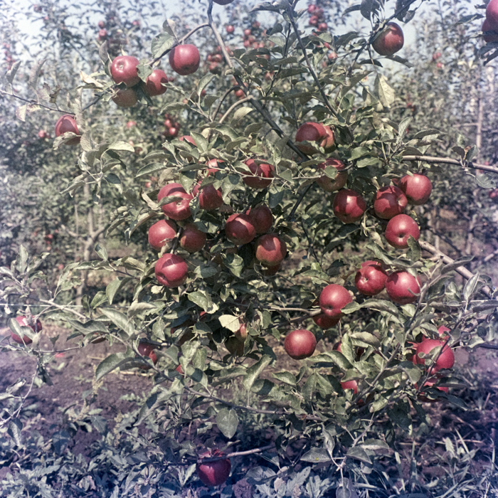 minerva_dn_1969_388_toso_arkosi_043