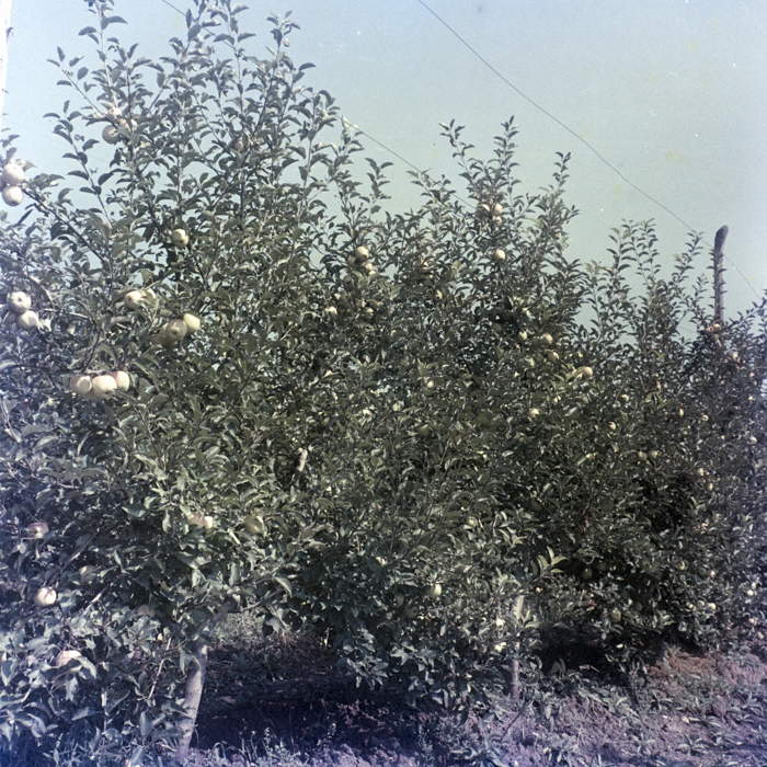 minerva_dn_1969_388_toso_arkosi_044