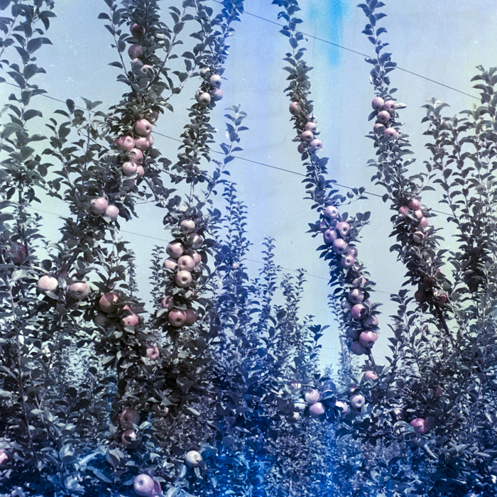 minerva_dn_1969_388_toso_arkosi_045