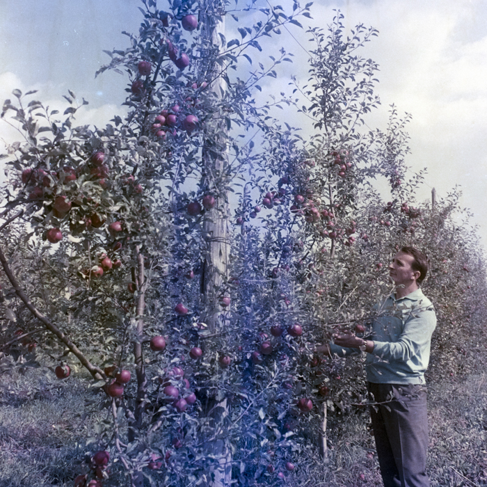 minerva_dn_1969_388_toso_arkosi_046