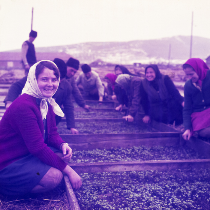 minerva_dn_1970_405_c.a.p_viisoara_001