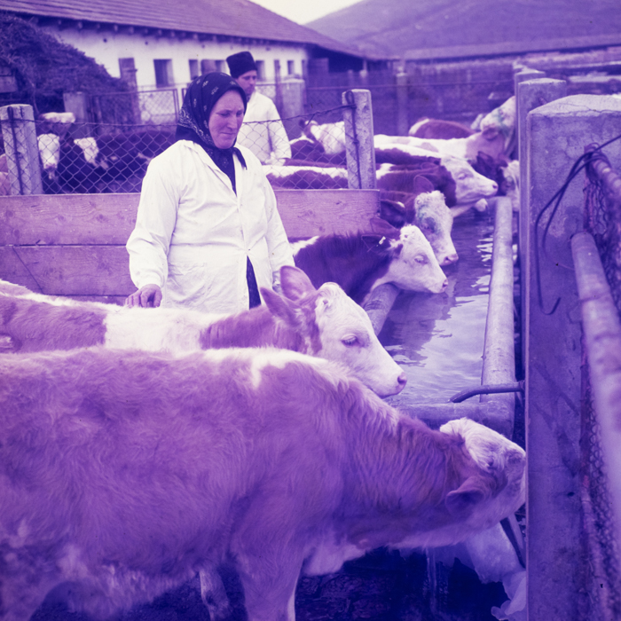 minerva_dn_1970_405_c.a.p_viisoara_002