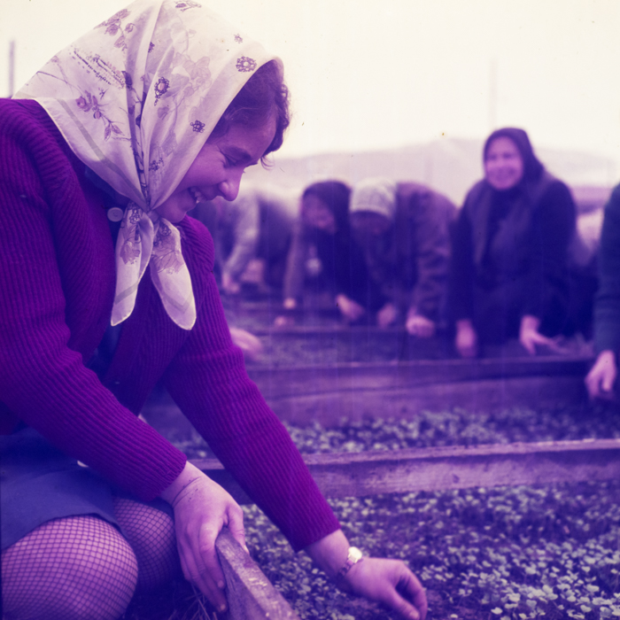 minerva_dn_1970_405_c.a.p_viisoara_004